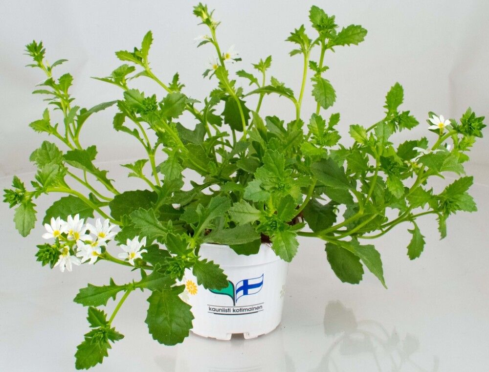 Siniviuhka Kotimainen Ø 12 cm