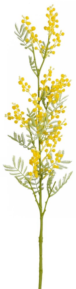 Silkkikasvi Mimosankukka keltainen 79,5 cm