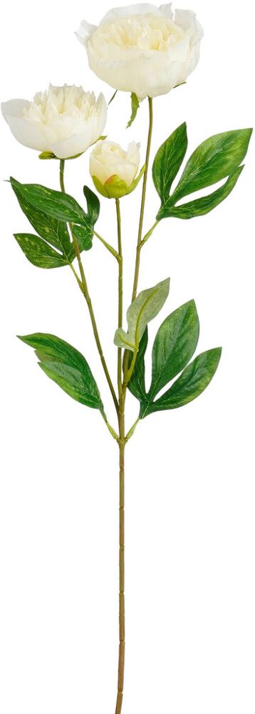 Silkkikasvi Pionin oksa valkoinen 67 cm