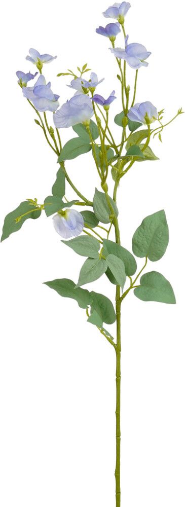 Silkkikasvi Tuoksuherne oksa sininen 74 cm