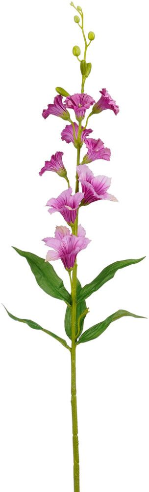 Silkkikasvi Rohtosormustinkukka fuksia 76 cm