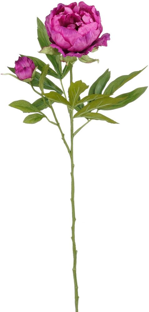 Silkkikasvi Pionin oksa violetti 66 cm