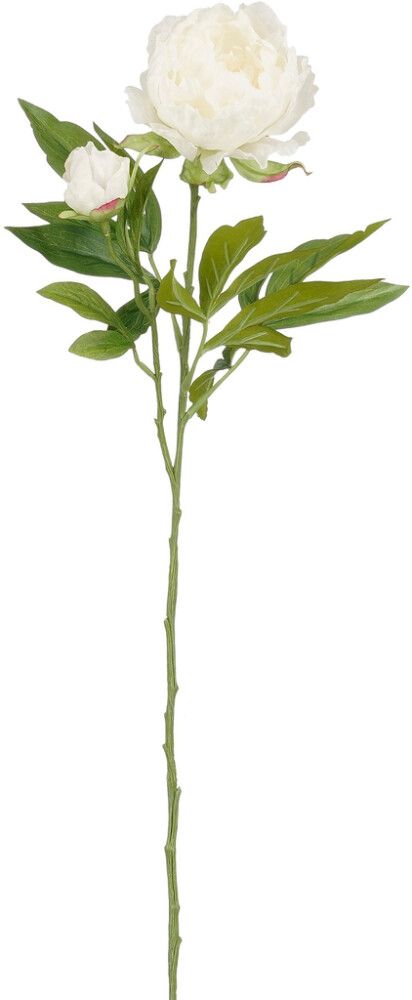 Silkkikasvi Pionin oksa valkoinen 66 cm