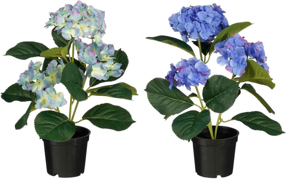 Silkkikasvi Hortensia sininen lajitelma