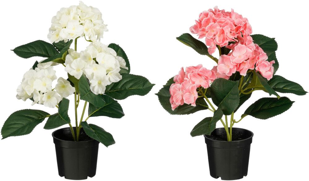 Silkkikasvi Hortensia lajitelma