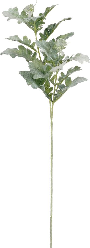 Silkkikasvi Villakko vihreä 74 cm