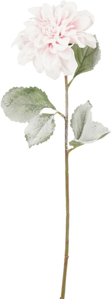 Silkkikasvi Daalia vaaleanpunainen 69 cm