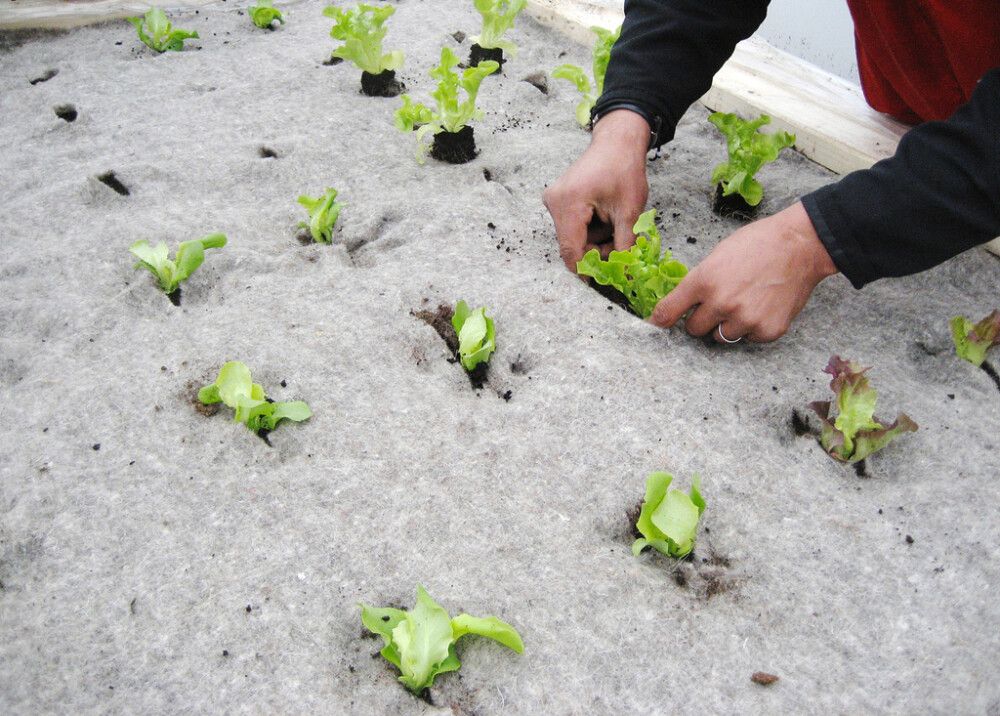 Rikkaruohomatto BioProffa 2x1 m