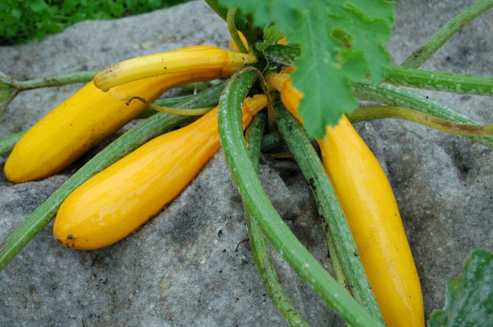 Lavakaulusmatto BioProffa 80 x 120 cm