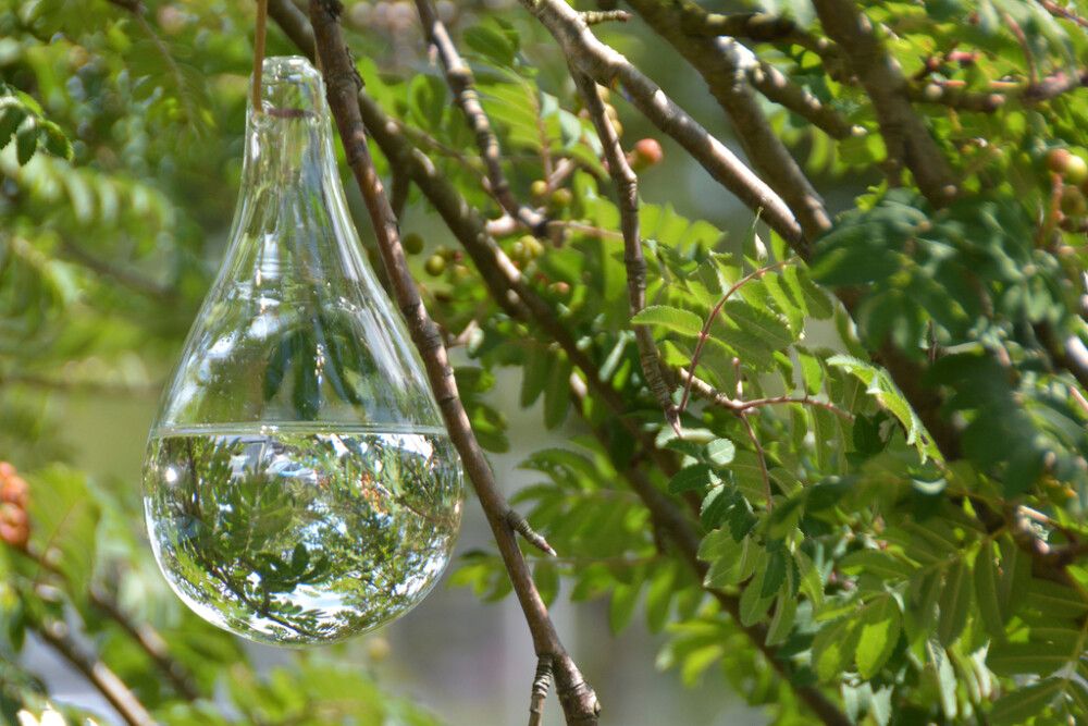 Kärpäskarkotin lasipisara