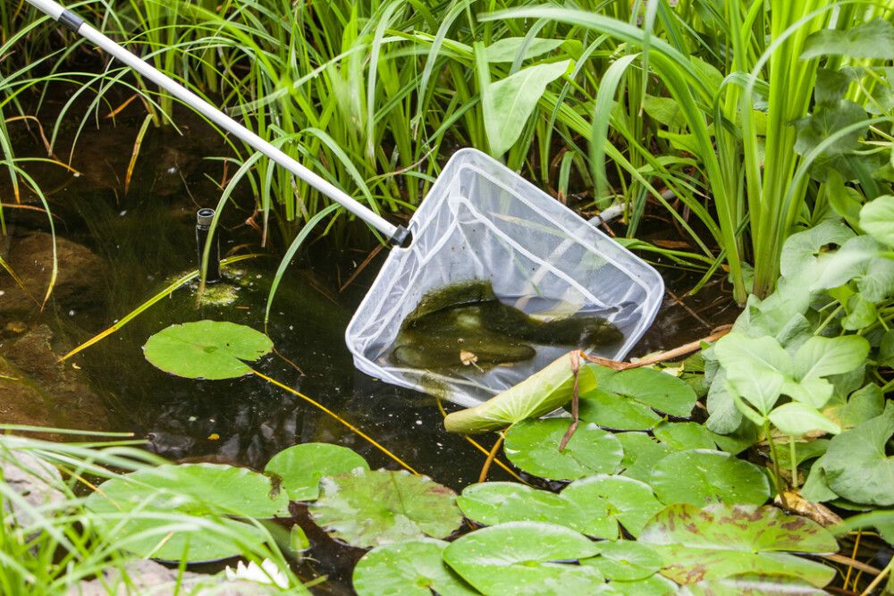 Teleskooppihaavi valkoinen