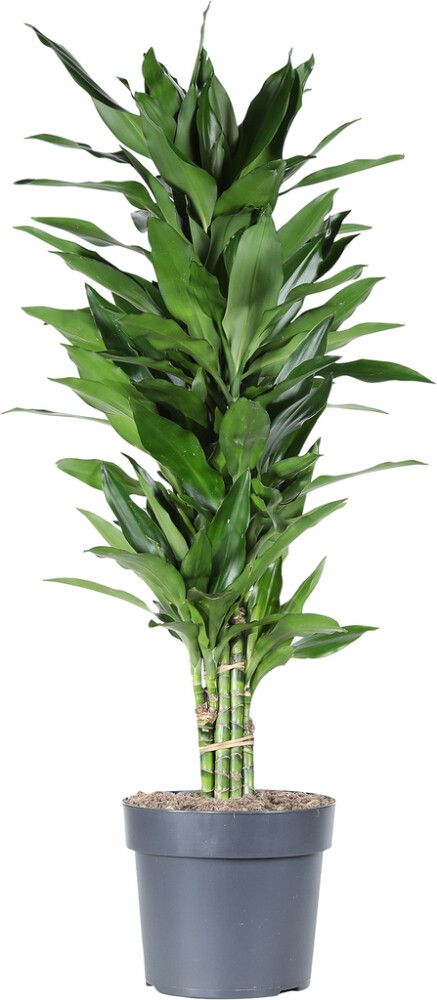 Tuoksutraakkipuu Dracaena Deremensis Janetlind P24
