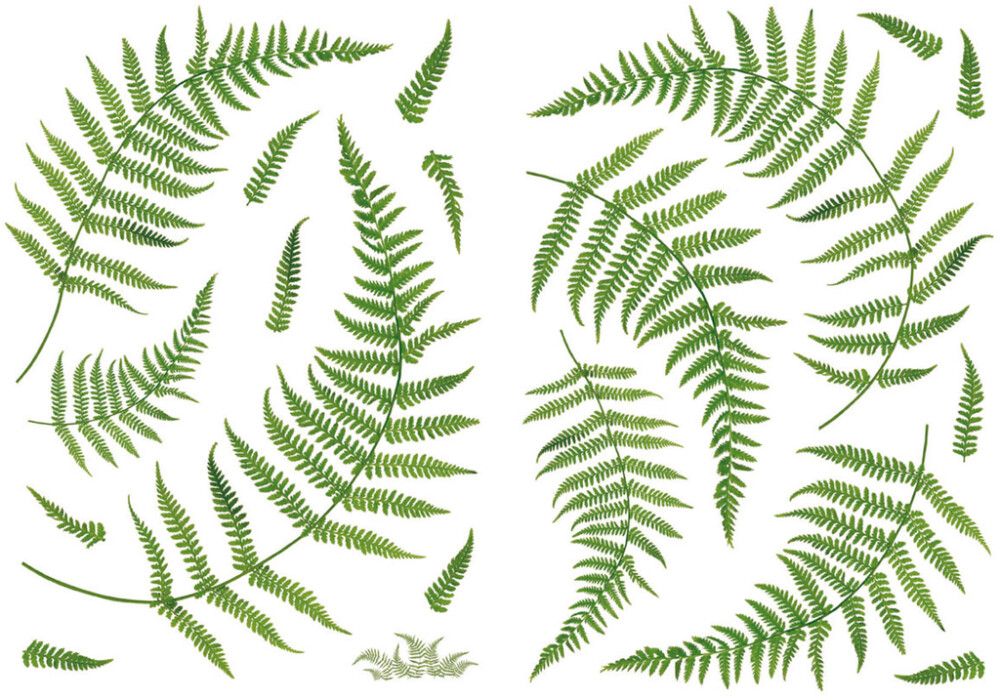 Sisustustarra Plage Saniainen 2 kpl