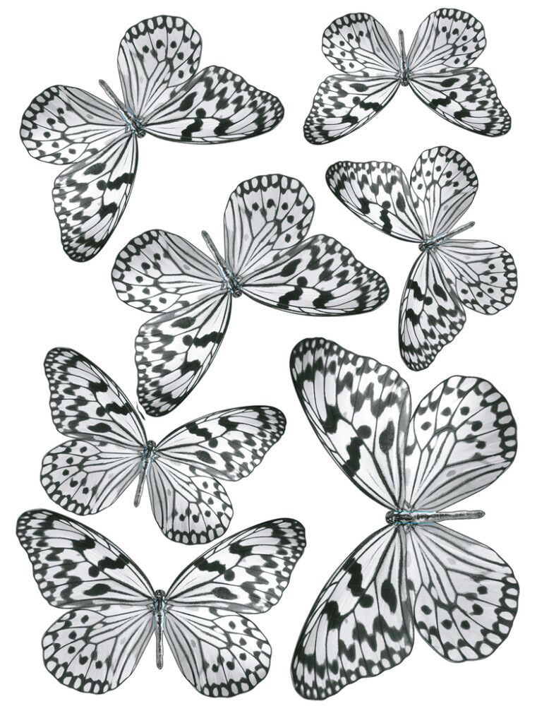 Staattinen Tarra Plage Mustavalkoiset Perhoset