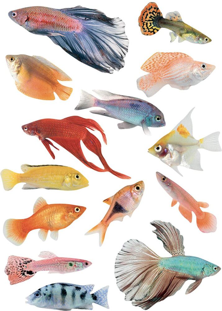 Staattinen tarra Plage Trooppiset kalat 29,7 x 21 cm