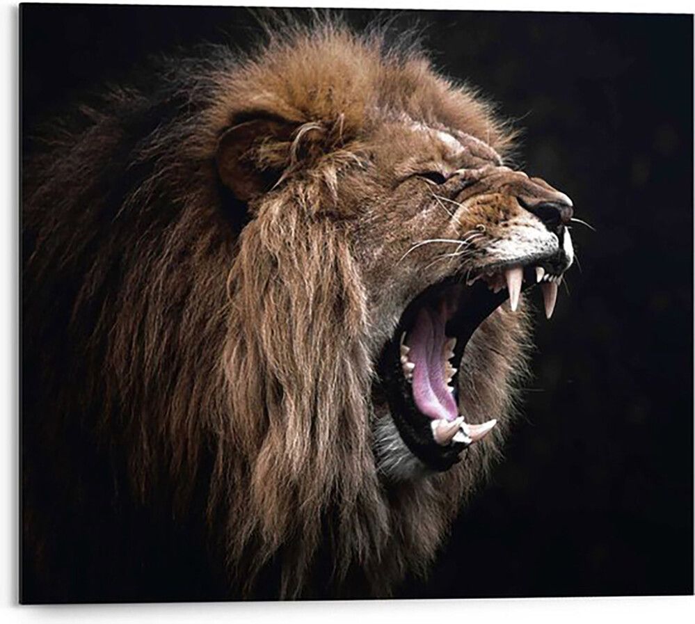Sisustustaulu Reinders Roaring Lion 40 x 50 cm