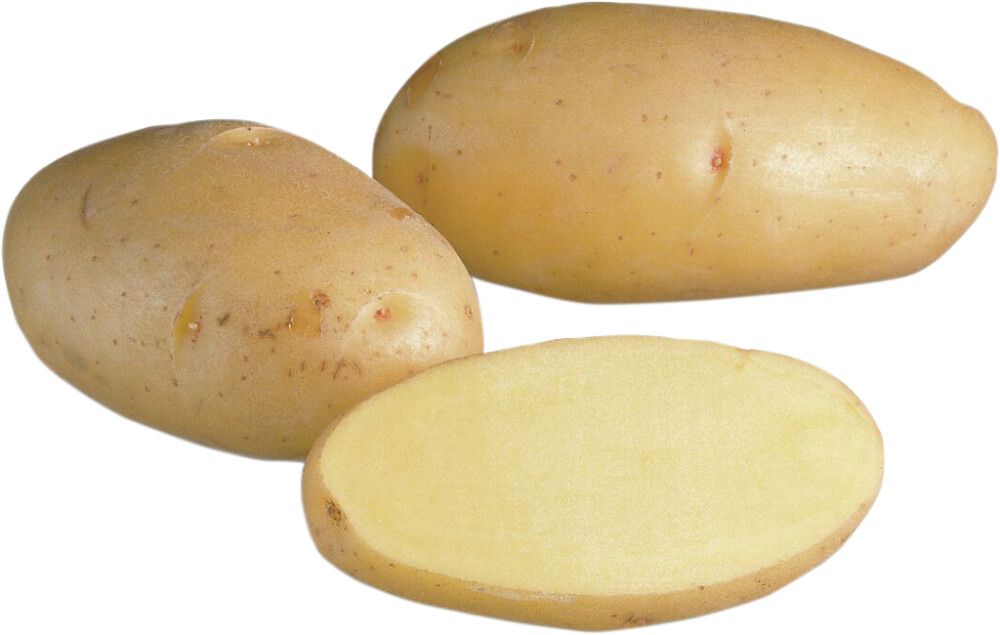 SIEMENPERUNA NICOLA 5 KG