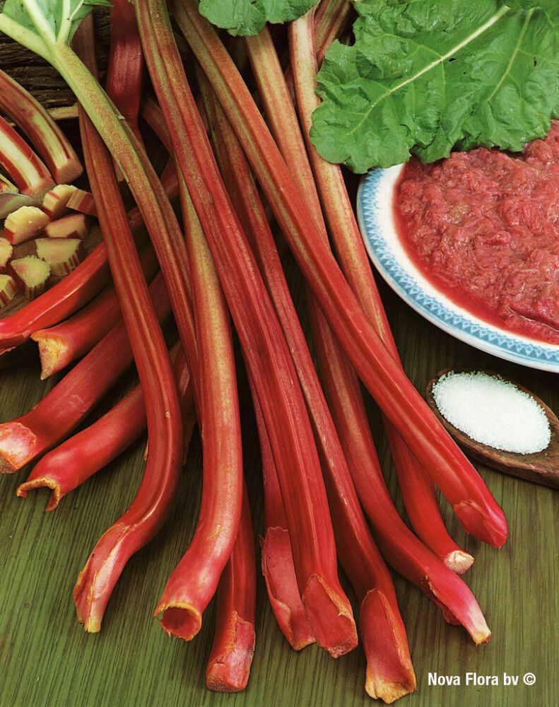 Raparperi Red Champagne 6 kpl