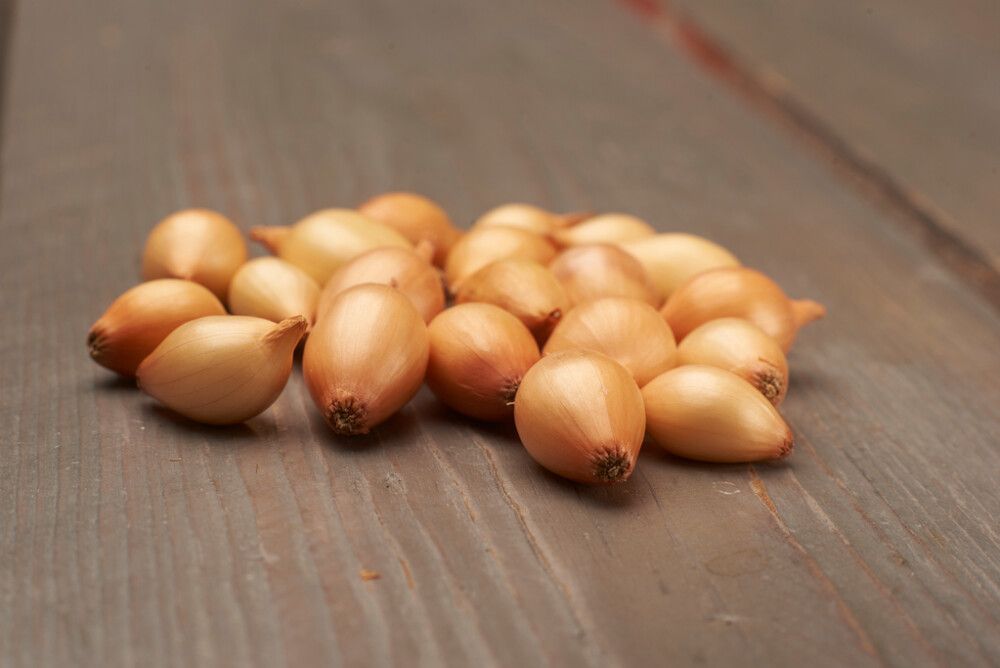 Istukassipuli Sturon 500 g