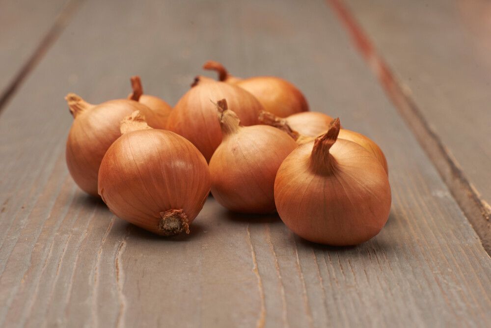 Salottisipuli Red Sun 500 g