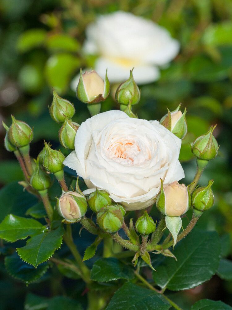 Isokukkainen nostalgiaruusu Artemis