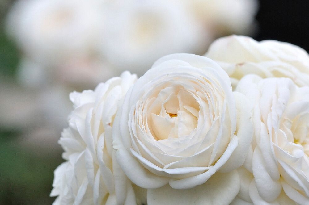 Isokukkainen nostalgiaruusu Artemis