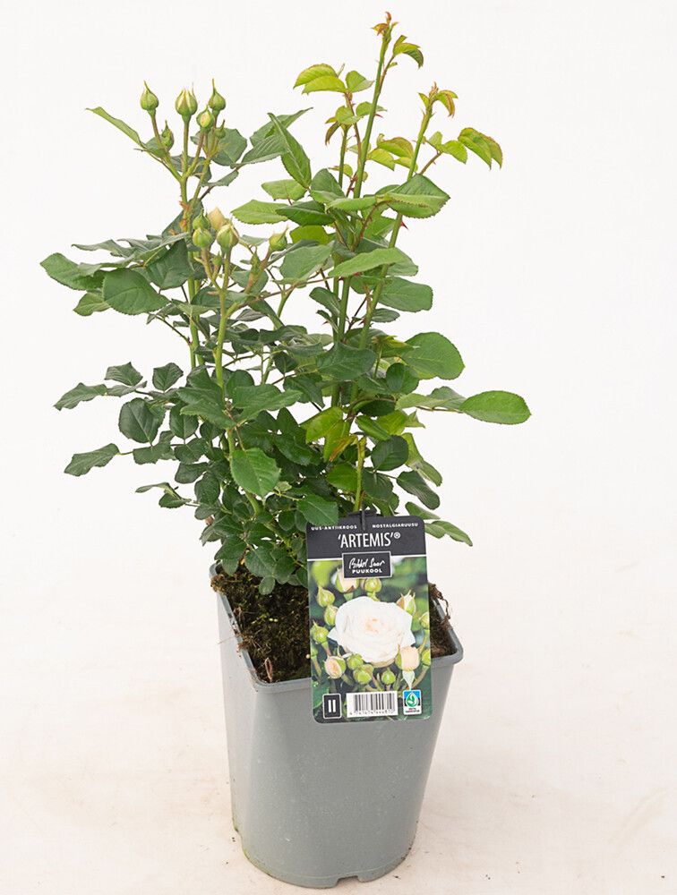 Isokukkainen nostalgiaruusu Artemis