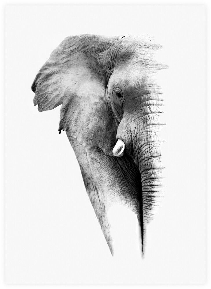 Juliste Elephant 50 x 70 cm