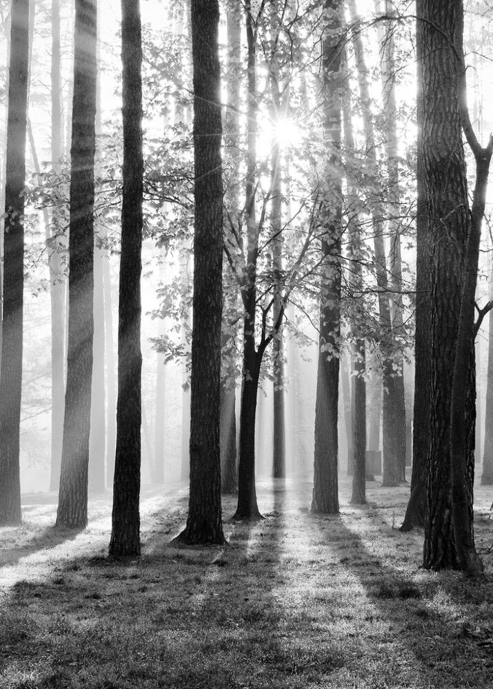 Juliste Trees 50 x 70 cm