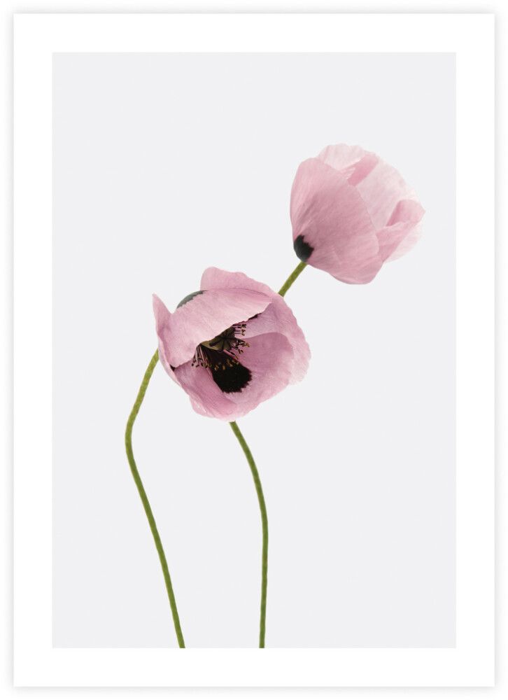 Juliste Poppies 50 x 70 cm