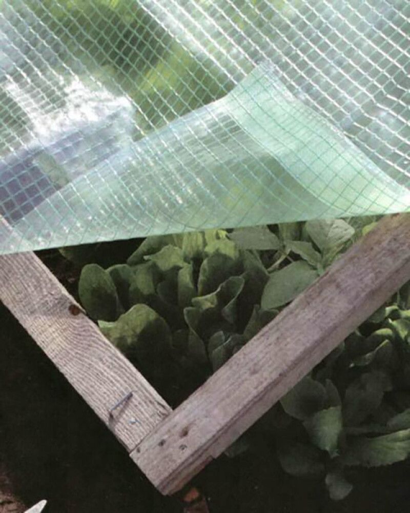 Kasvihuonekalvo 3 x 2 m reunavahvikkeella