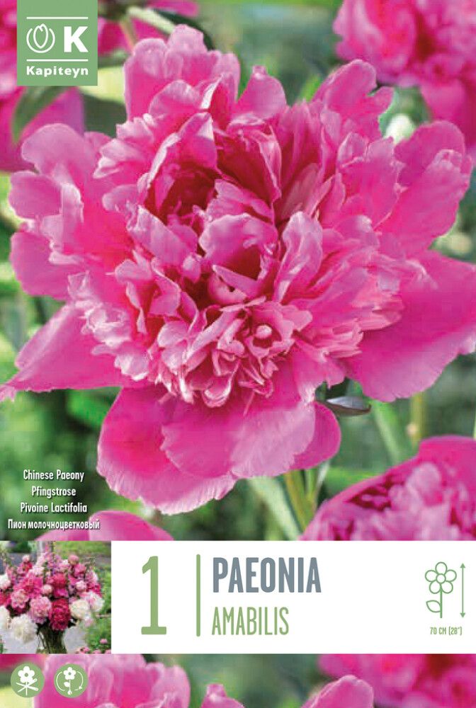 Kevätkukkasipuli Pioni Amabilis 1 kpl