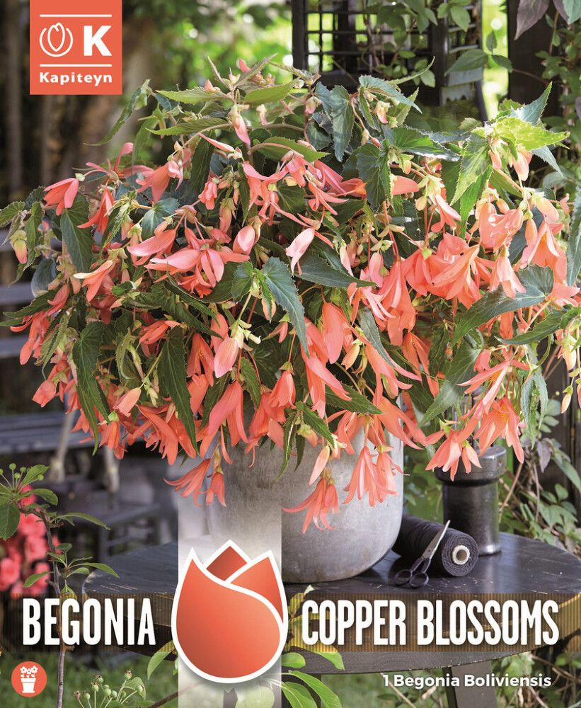 Kevätkukkasipuli Kapiteyn Begonia Boliviensis Copper 1 kpl