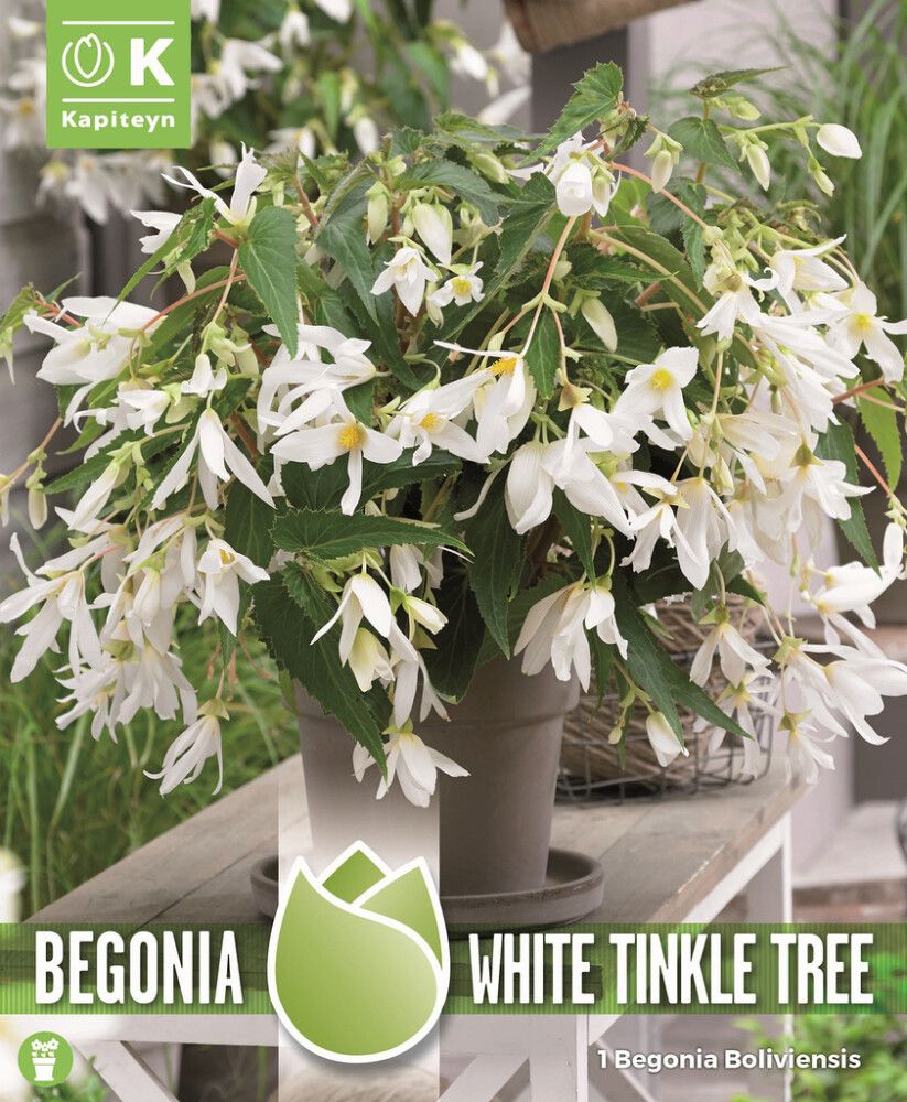 Kevätkukkasipuli Kapiteyn Begonia Boliviensis White 1 kpl