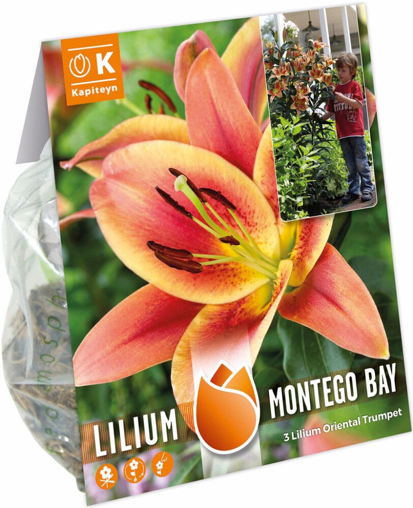 Kevätkukkasipuli Kapiteyn Lilja Montego Bay 3 kpl