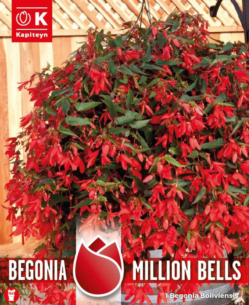 Kevätkukkasipuli Kapiteyn Begonia Million Bells 1 kpl