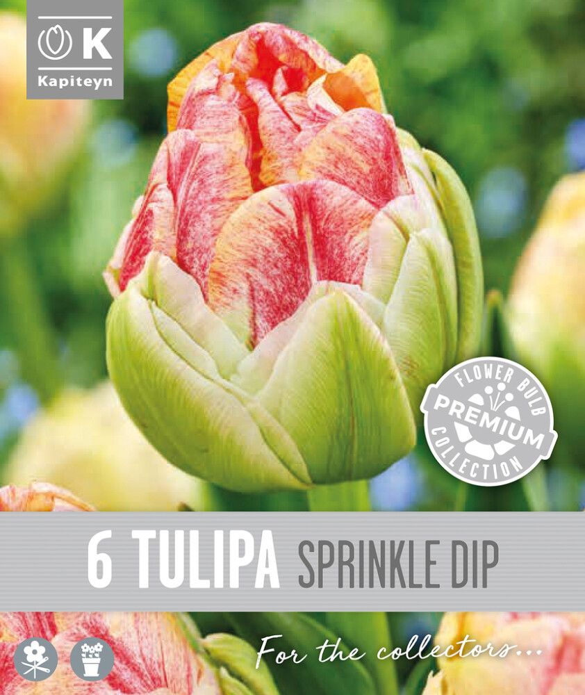 Syyskukkasipuli Kapiteyn Tulppaani Double Late Sprinkle 6 kpl