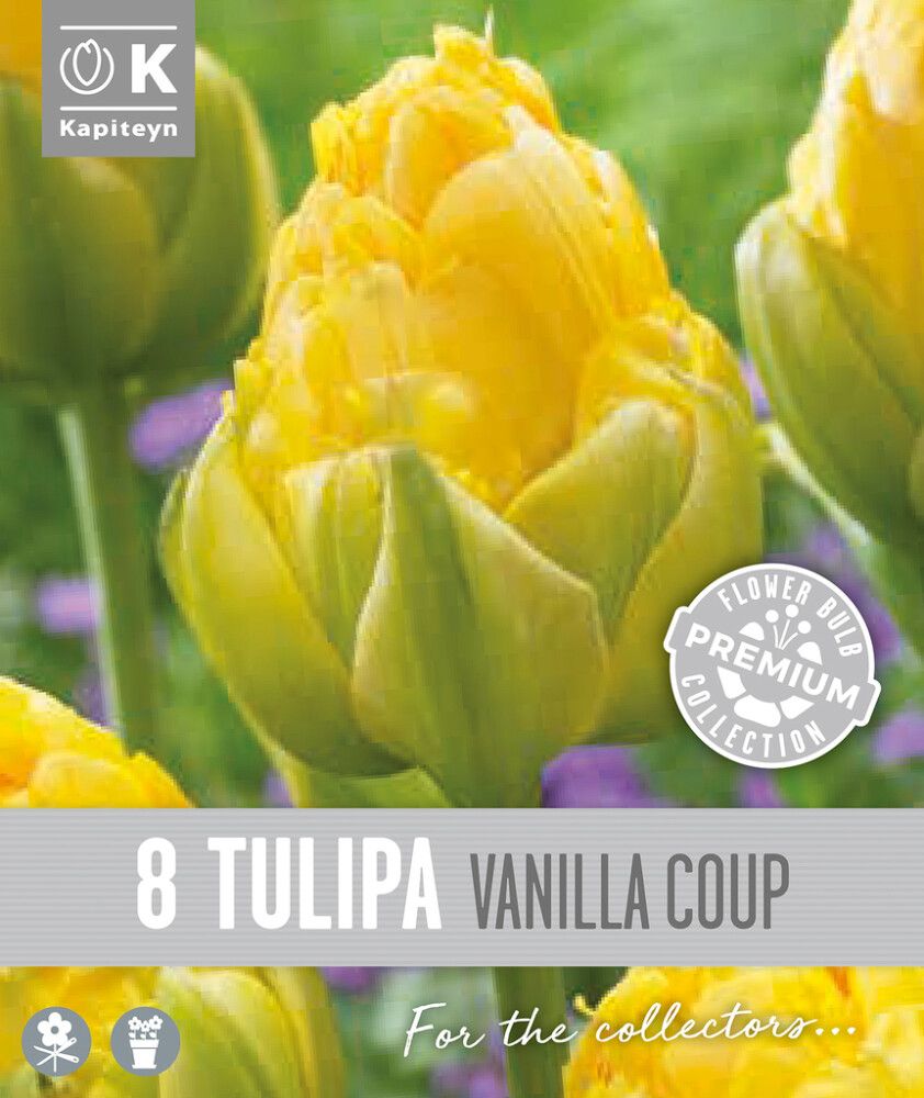 Syyskukkasipuli Kapiteyn Tulppaani Double Late Vanilla 8 kpl