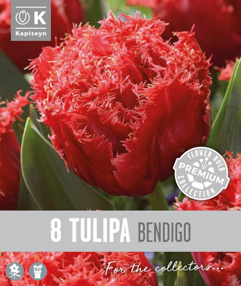 Syyskukkasipuli Kapiteyn Tulppaani Double Fringed Bendigo 8 kpl