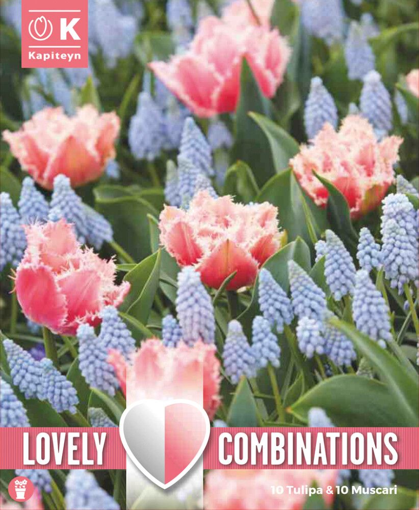 Syyskukkasipuli Kapiteyn Combinations Tulppaani Rose Red ja Helmililja 20 kpl
