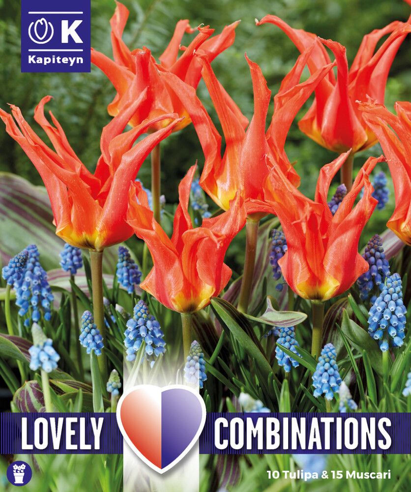 Syyskukkasipuli Kapiteyn Combinations Tulppaani ja Helmililja 25 kpl