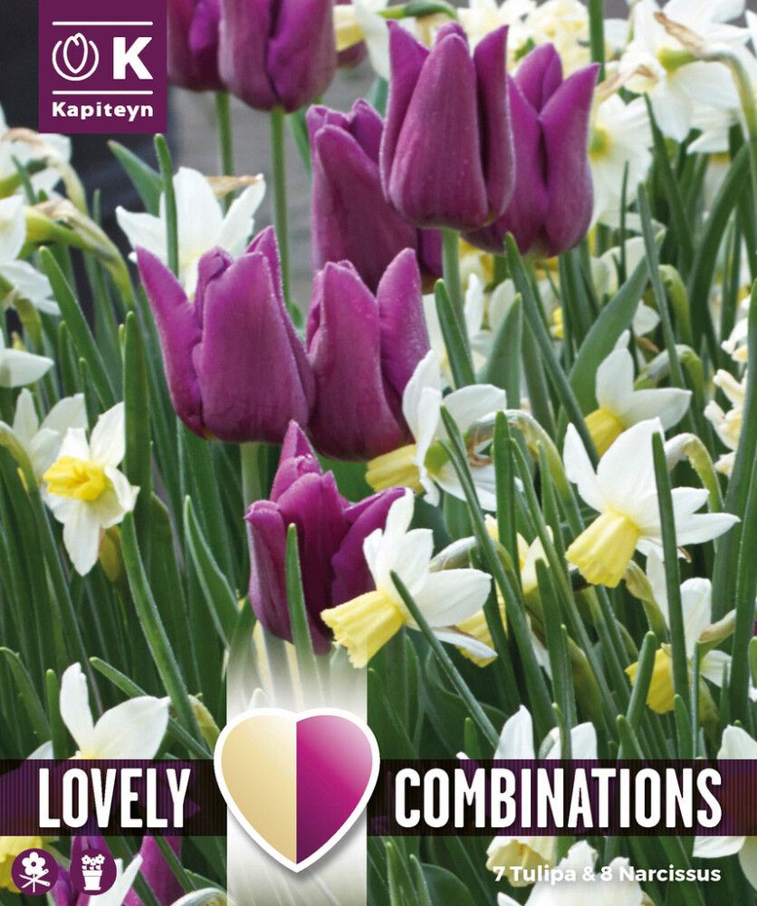 Syyskukkasipuli Kapiteyn Combinations Tulppaani Purple ja Narsissi 15 kpl
