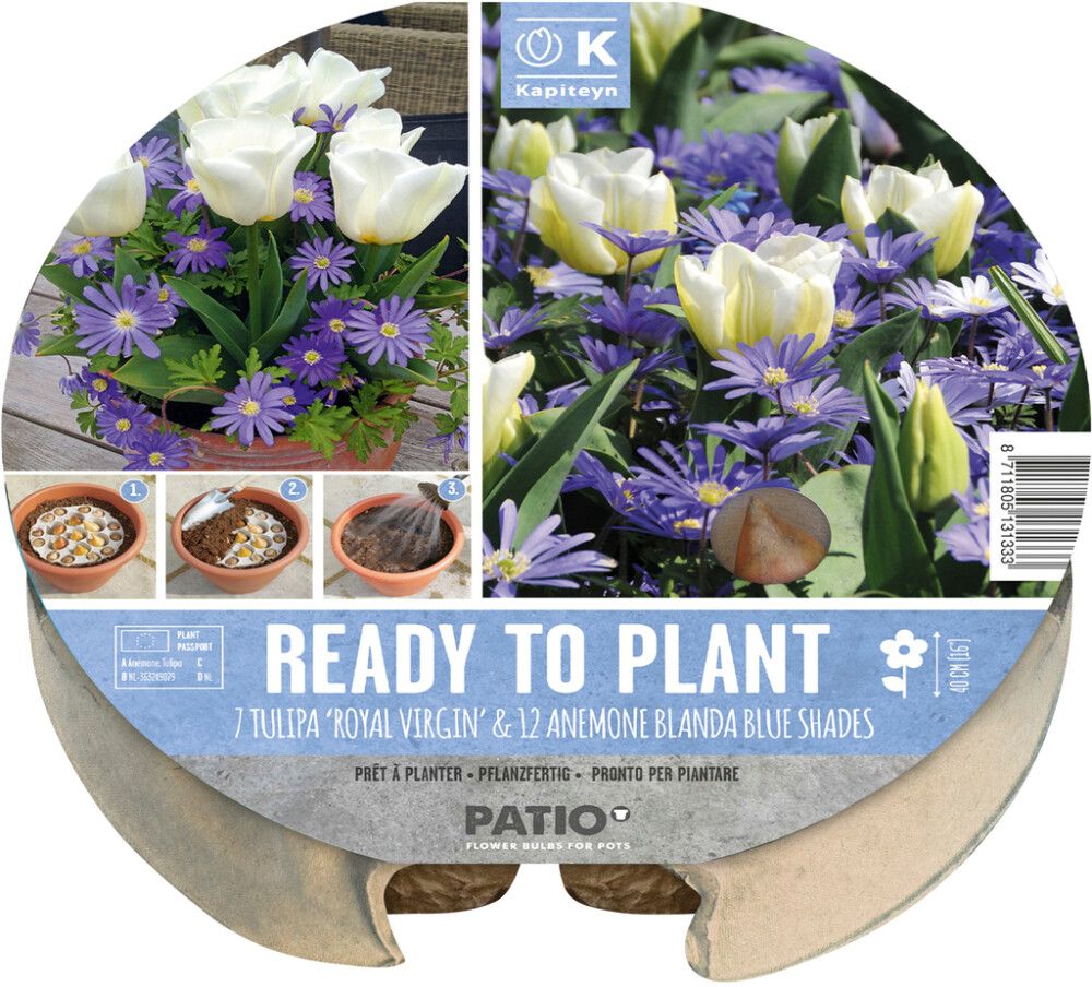 Syyskukkasipuli Kapiteyn Tulppaani ja Vuokko 19 kpl