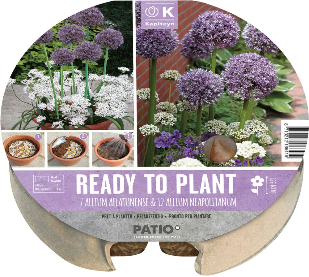 Syyskukkasipuli Kapiteyn Laukka 19 kpl