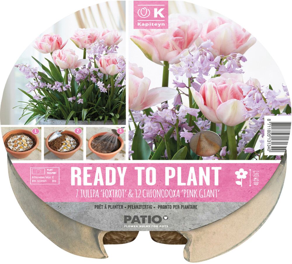 Syyskukkasipuli Kapiteyn Tulppaani ja Kevättähti 19 kpl