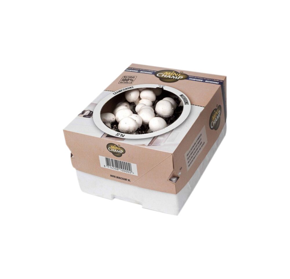 Herkkusieni Kapiteyn valkoinen 7,5 l kasvatuslaatikko