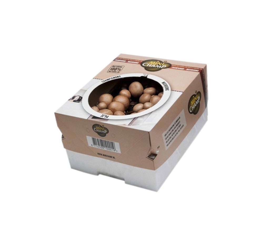 Herkkusieni Kapiteyn ruskea 7,5 l kasvatuslaatikko