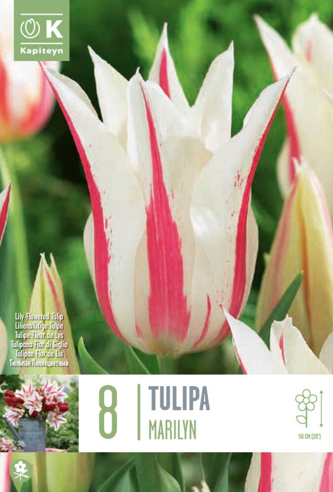 Syyskukkasipuli Kapiteyn Tulppaani Lily Flowered Marilyn 8 kpl