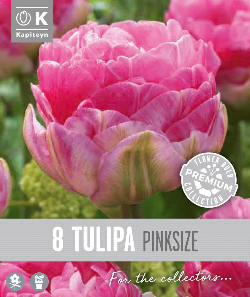 Syyskukkasipuli Kapiteyn Tulppaani Double Late Pink 8 kpl