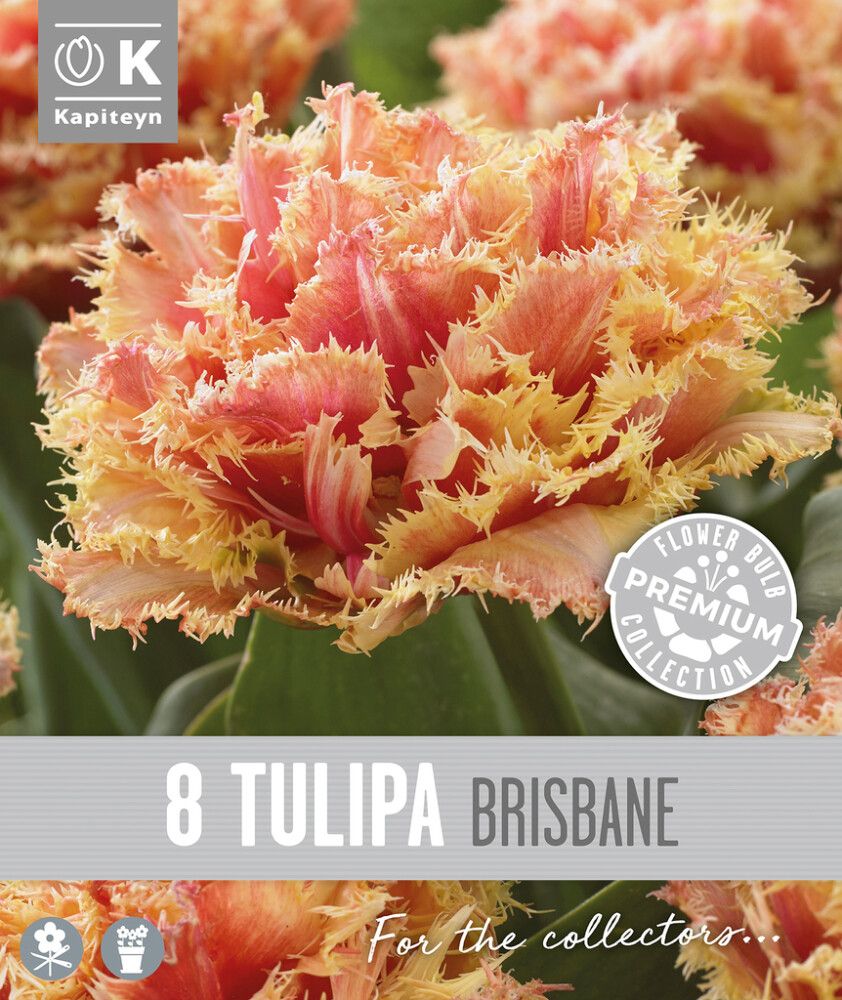 Syyskukkasipuli Kapiteyn Tulppaani Double Fringed Brisbane 8 kpl